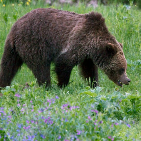 A grizzly bear roams near Beaver Lake in Yellowsto