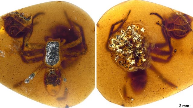 Eternal motherly love? Extinct spiders found protecting offspring in 99 million-year-old fossils - USA TODAY
