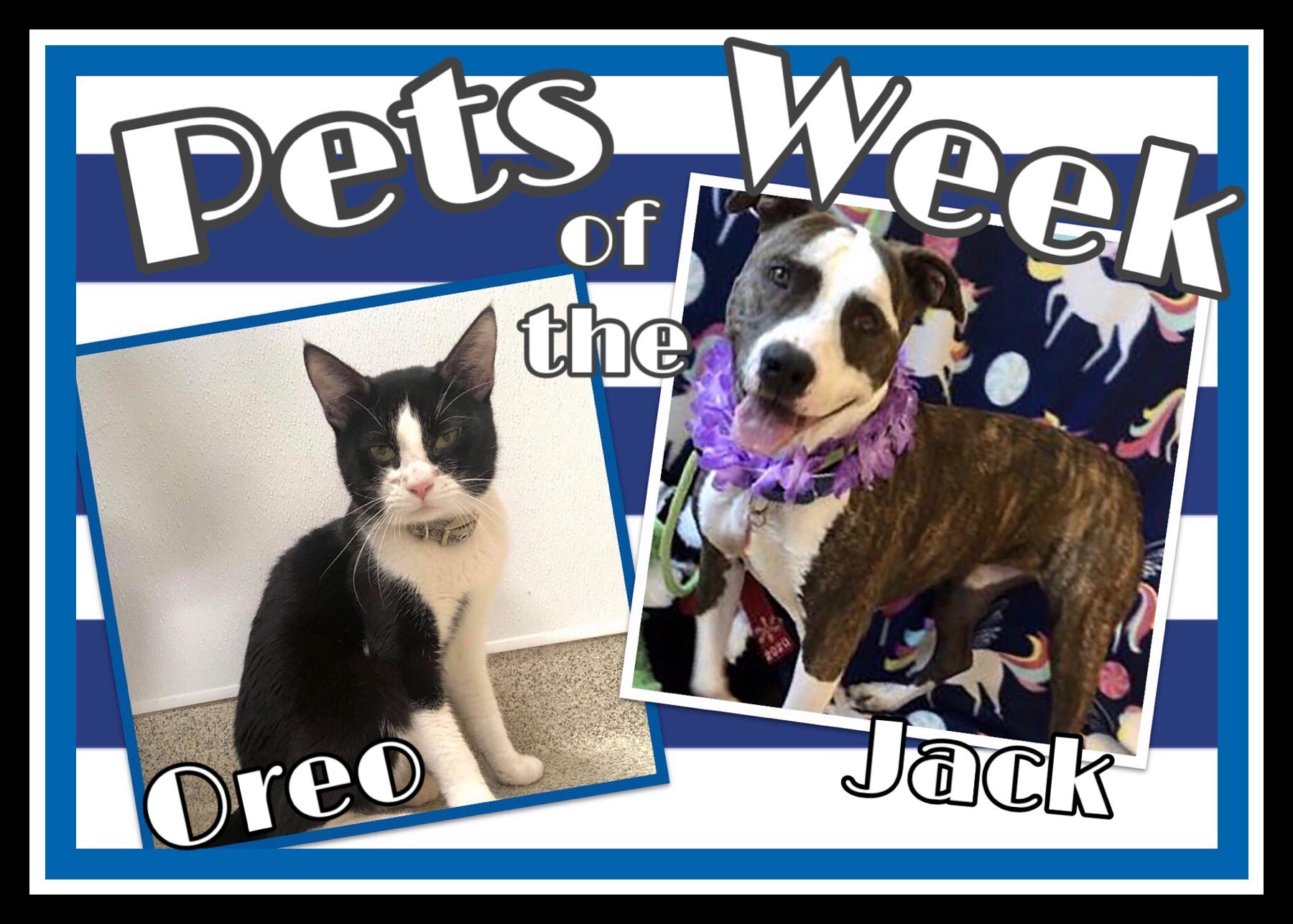 Pets of the Week: Adopt a tuxedo cat, shy dog for lifelong love