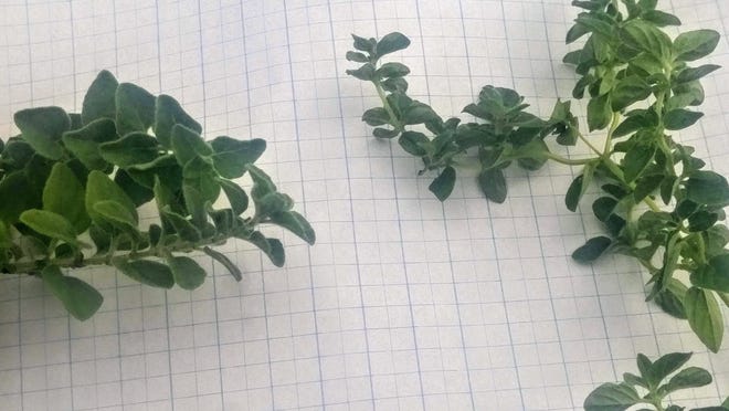 Pictured on the left, fine hairs on the sprawling oregano gives its leaves a velvety feel and appearance. By contrast, the tall variety has just a few hairs on its leaves.