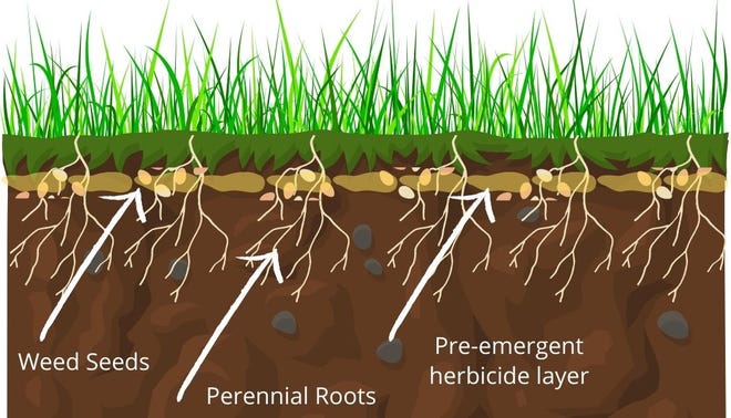 Pre-emergent herbicides are primarily effective against annual weeds, as the roots and storage organs of most perennial weeds are below the "barrier" the herbicide creates.