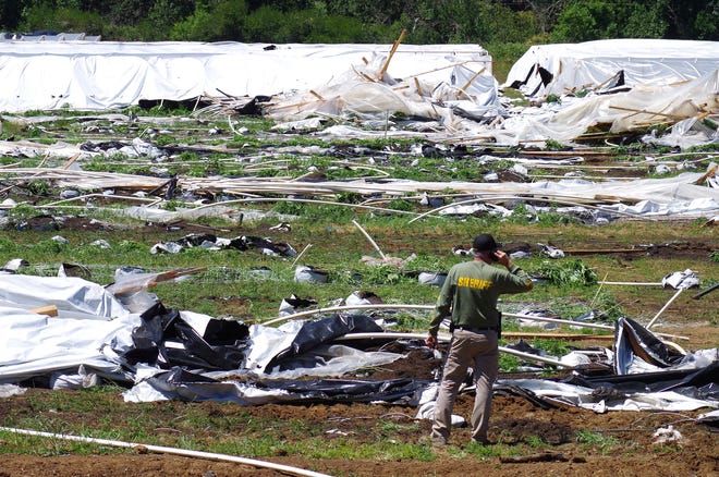 Josephine County Sheriff Dave Daniel stands amid the debris of plastic hoop houses destroyed by law enforcement, used to grow cannabis illegally, near Selma, Ore., on Wednesday, June 16, 2021.