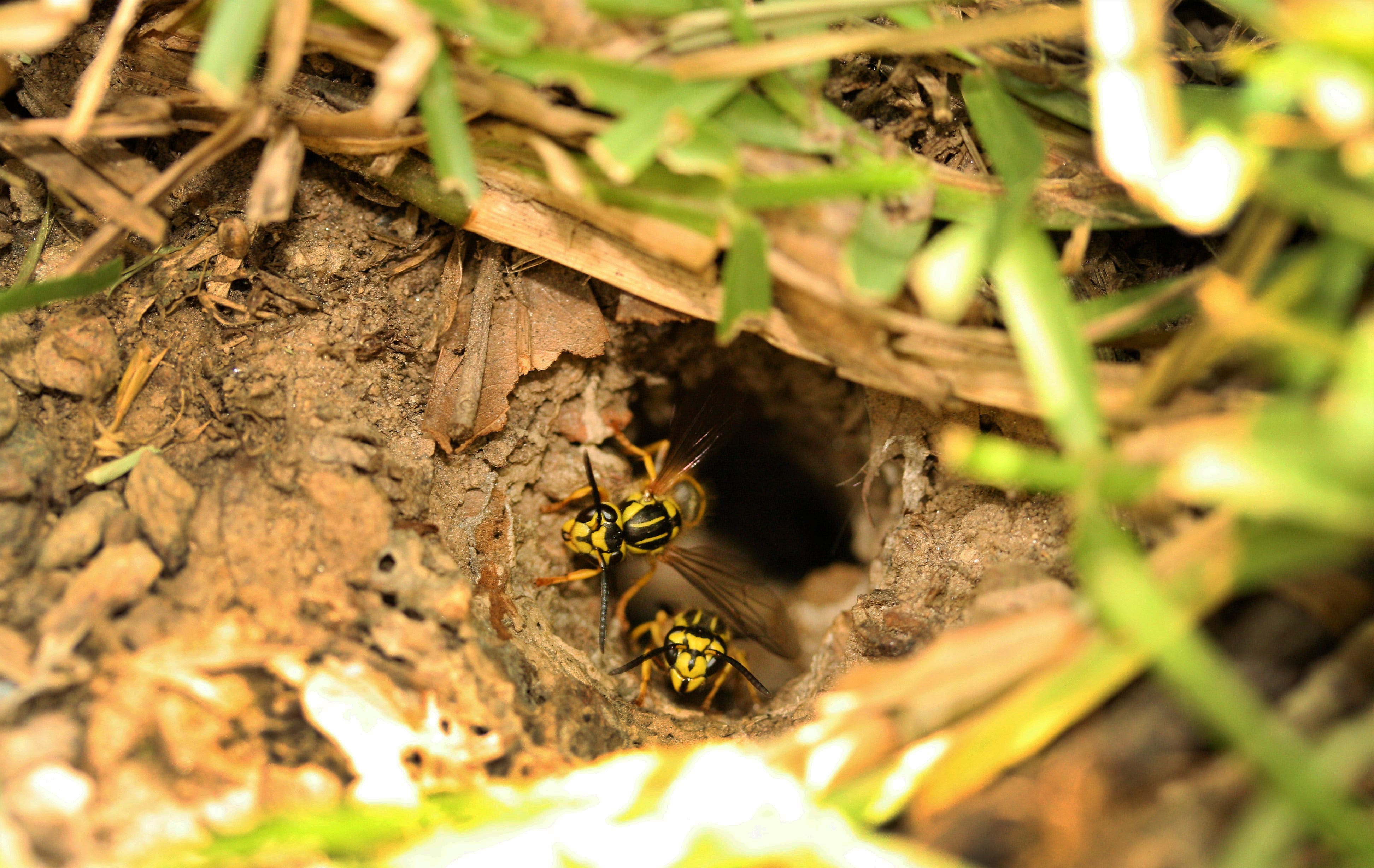 ground yellow jackets