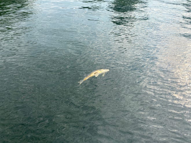 A dead common carp floats on Lake Orion in Oakland County.