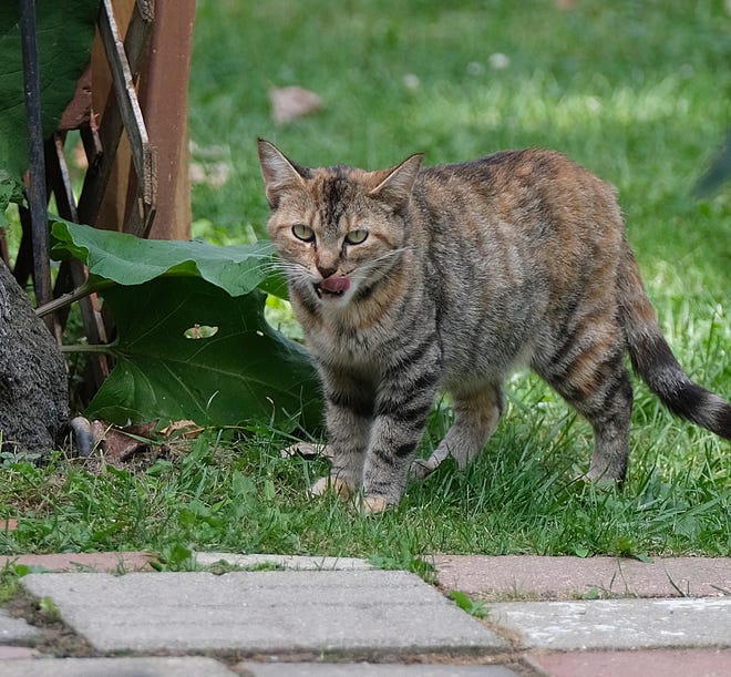 A feral cat wanders through a yard.
