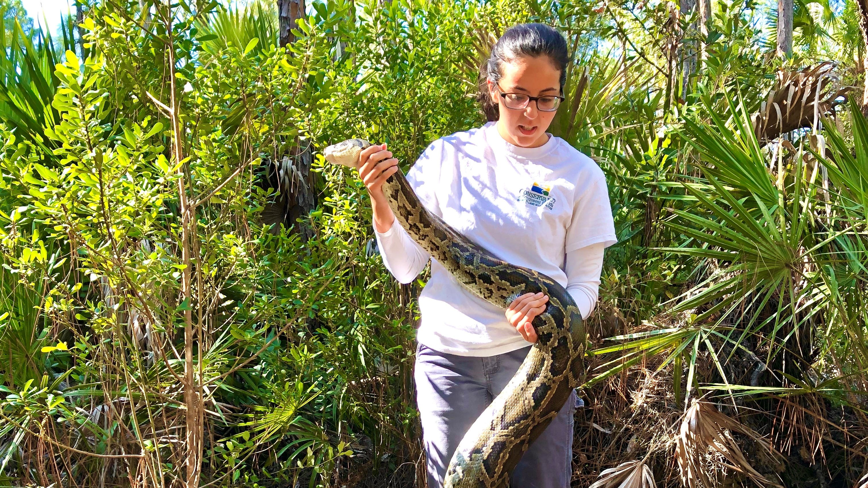 Conservation Associate Mady Eori with the Conservancy of Southwest Florida holds a 15-foot, 125-pound female Burmese python in the Picayune Strand State Forest.