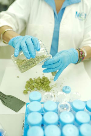 Modern Canna technician runs tests on cannabis samples