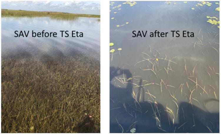 Lake Okeechobee Water Release Schedule 2022 Florida: Lake Okeechobee Water Levels Hurting Vegetation, Fishing