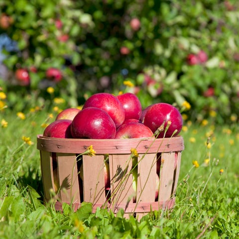 Autumn view from the farm's apple harvest.