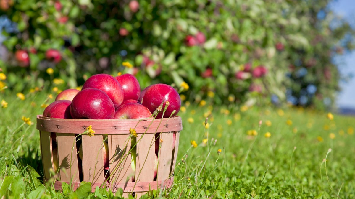 Autumn view from the farm's apple harvest.
