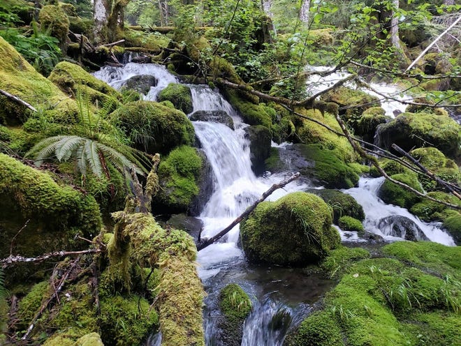 A waterfall flows through some mossy rocks at Putvin Trail in the Olympic National Forest.