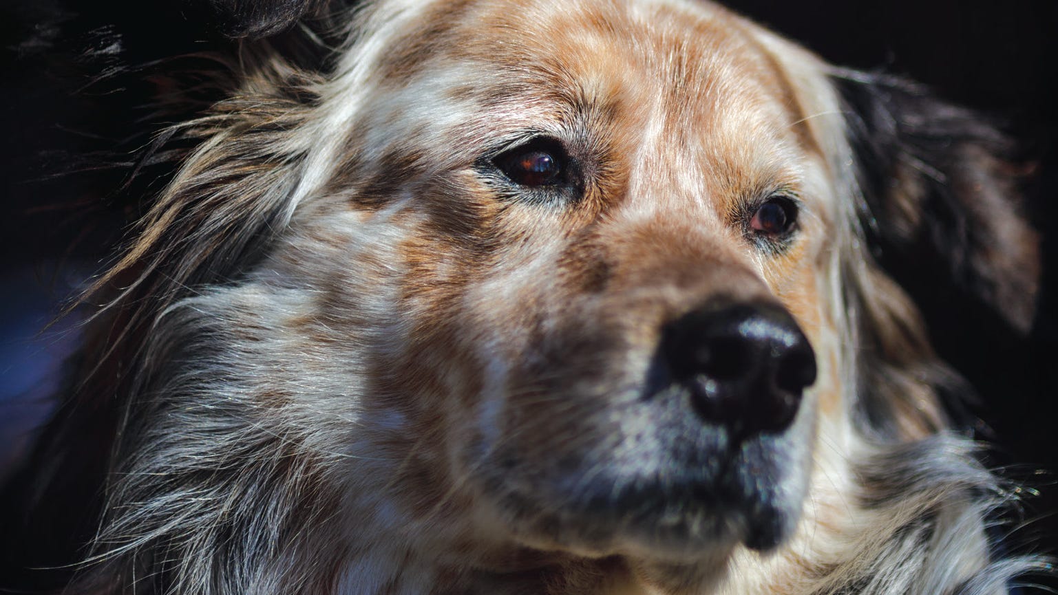 'The Speckled Beauty': Rick Bragg's mangy mutt will steal your heart