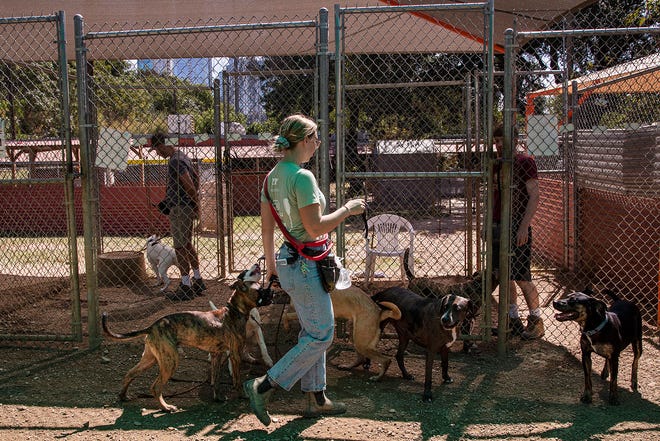 Kelsey Hance attends to a group of dogs at Austin Pets Alive's main facility, which is on city-owned property at 1156 W. Cesar Chavez St.