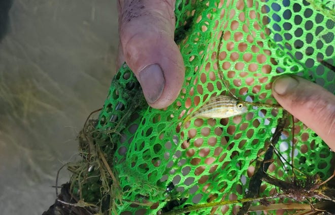 Scientist Jud Kenworthy holds up a pinfish caught in his dip net as it swam among the seagrasses in Back Sound in Carteret County on July 1.