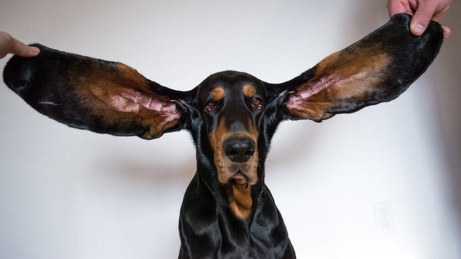 Lou the coonhound broke the record for longest ears.