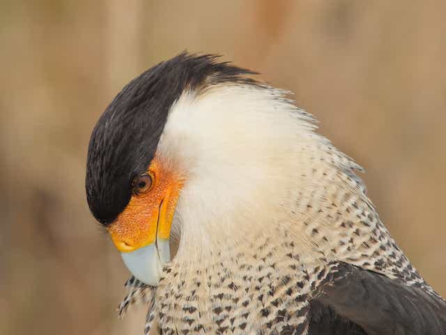 Commentary: Crested Caracaras need protection