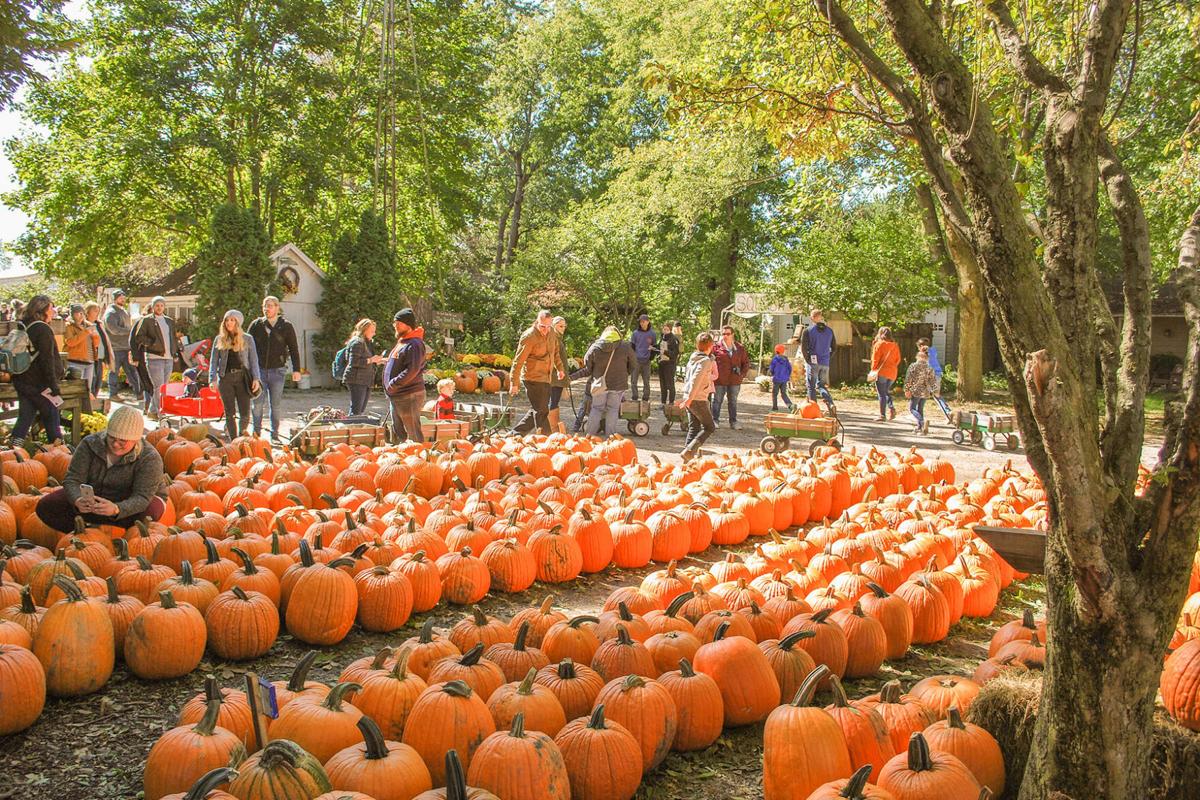 best pumpkin patch in illinois 2021 Aiko Holton