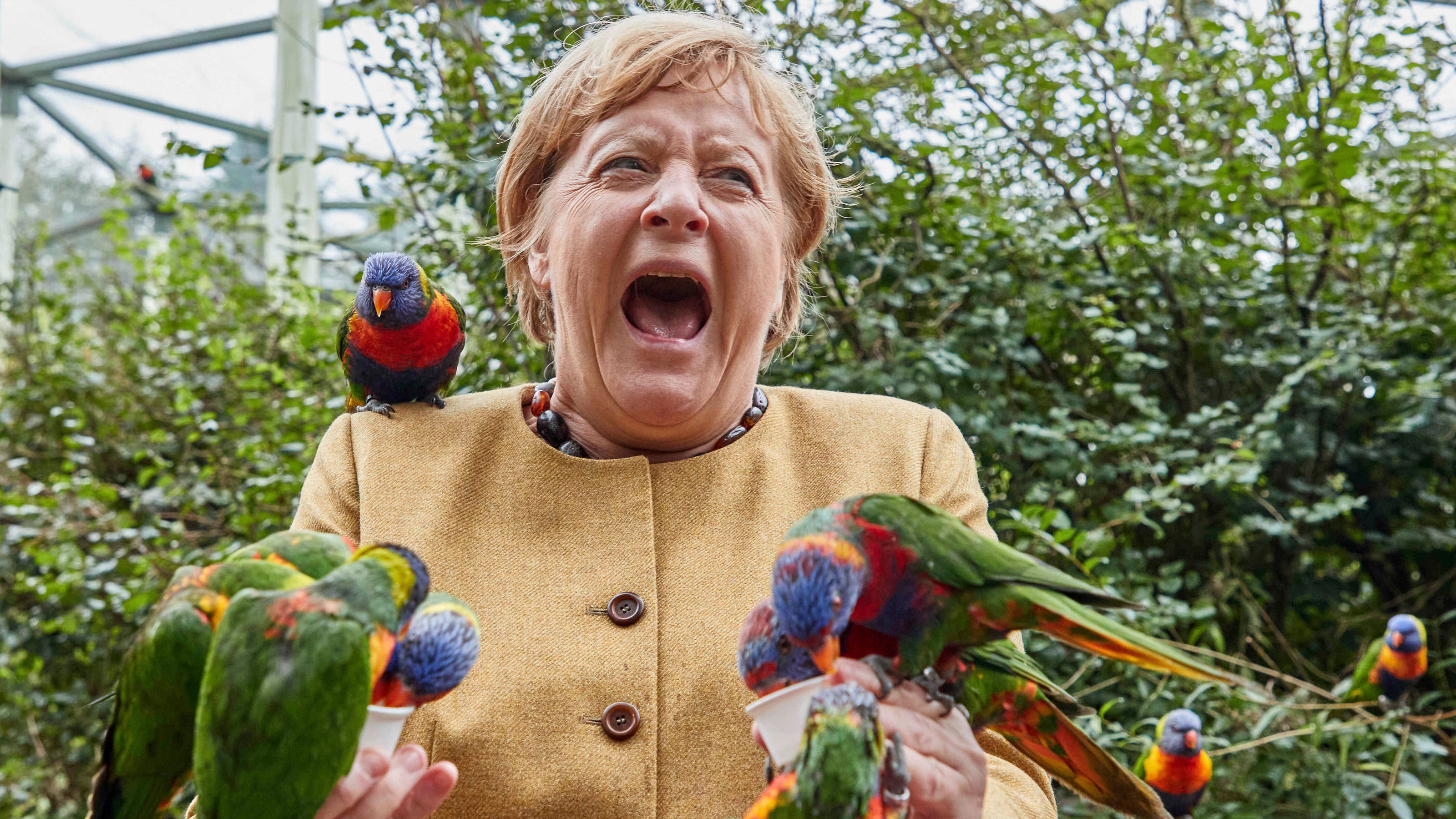 Outgoing German Leader Angela Merkel pecked by parrots at bird park - USA TODAY