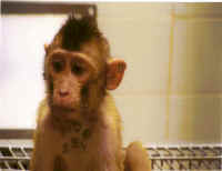 A monkey in its cage at the Washington National Primate Research Center in Seattle.