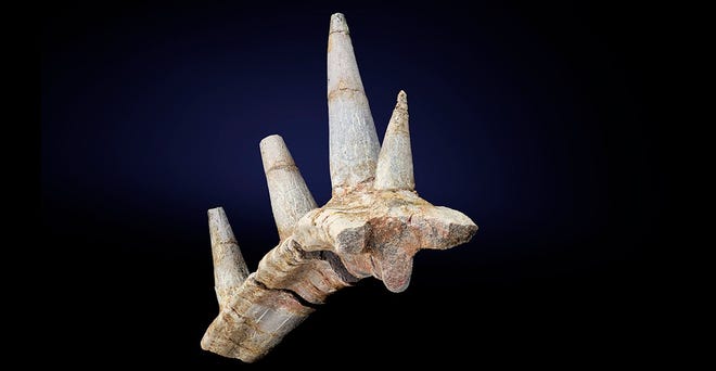 Spicomellus fossils show a series of spikes fused to a rib.