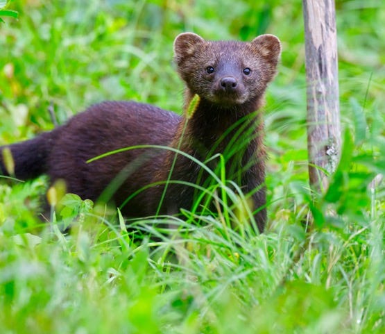 OUTDOORS: Local shutterbug captures photo of rarely seen Central Mass fisher