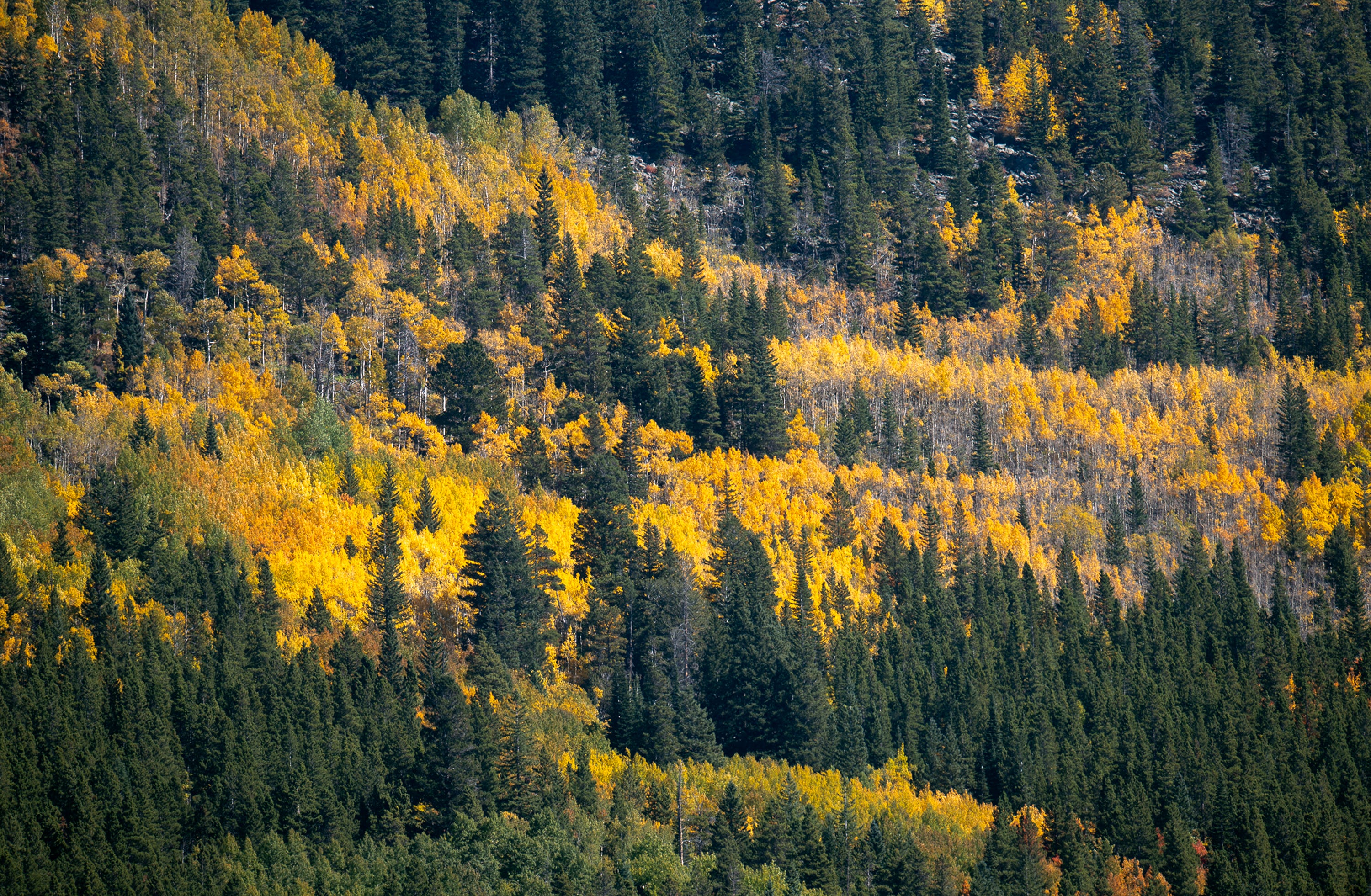 Colorado aspen viewing: Delayed season means there's still time to see peak colors