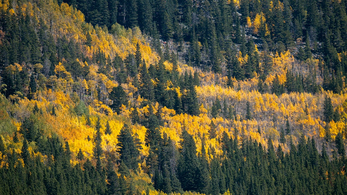 Fall Colors And Elk On Full Display In The Rocky Mountains