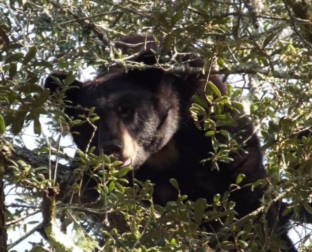 Florida is home to black bears, like this mama and her three cubs seen in a tree in a DeLand neighborhood recently.
