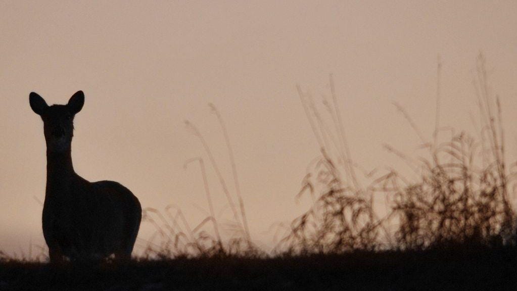 Illinois Deer Season 2025 Dates Candy Ronnie