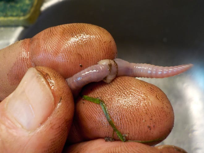 Ordinary earthworms have a raised, reddish-brown clitellum that often does not completely encircle the worm.