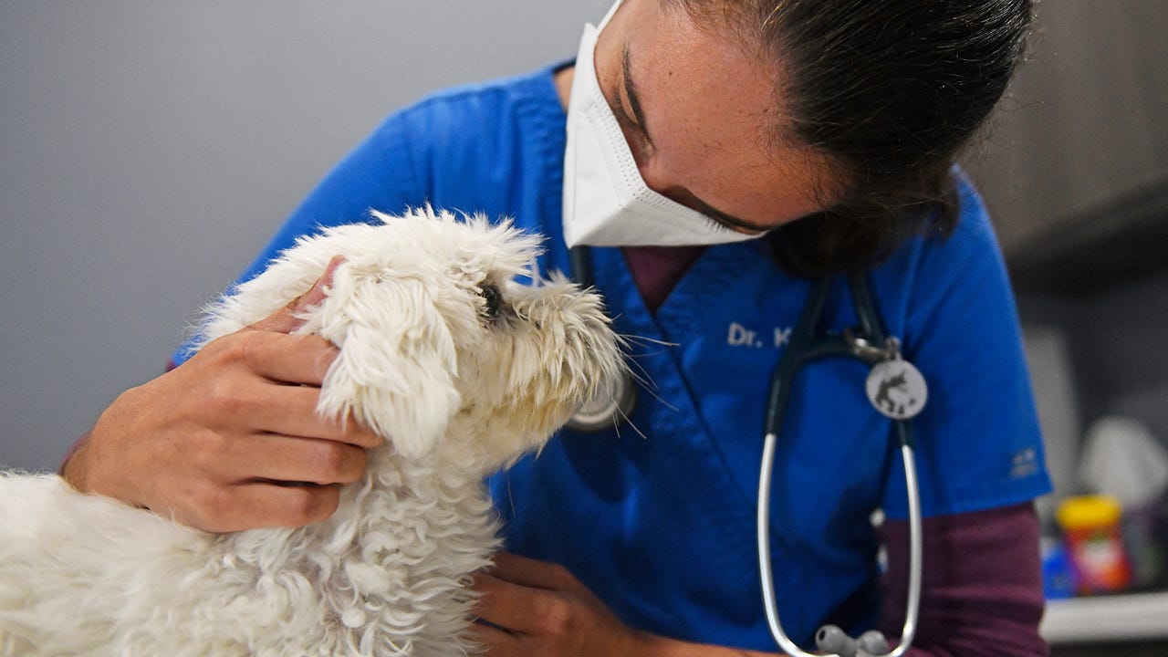 Veterinarians in NJ: Shortage from COVID affecting pet care