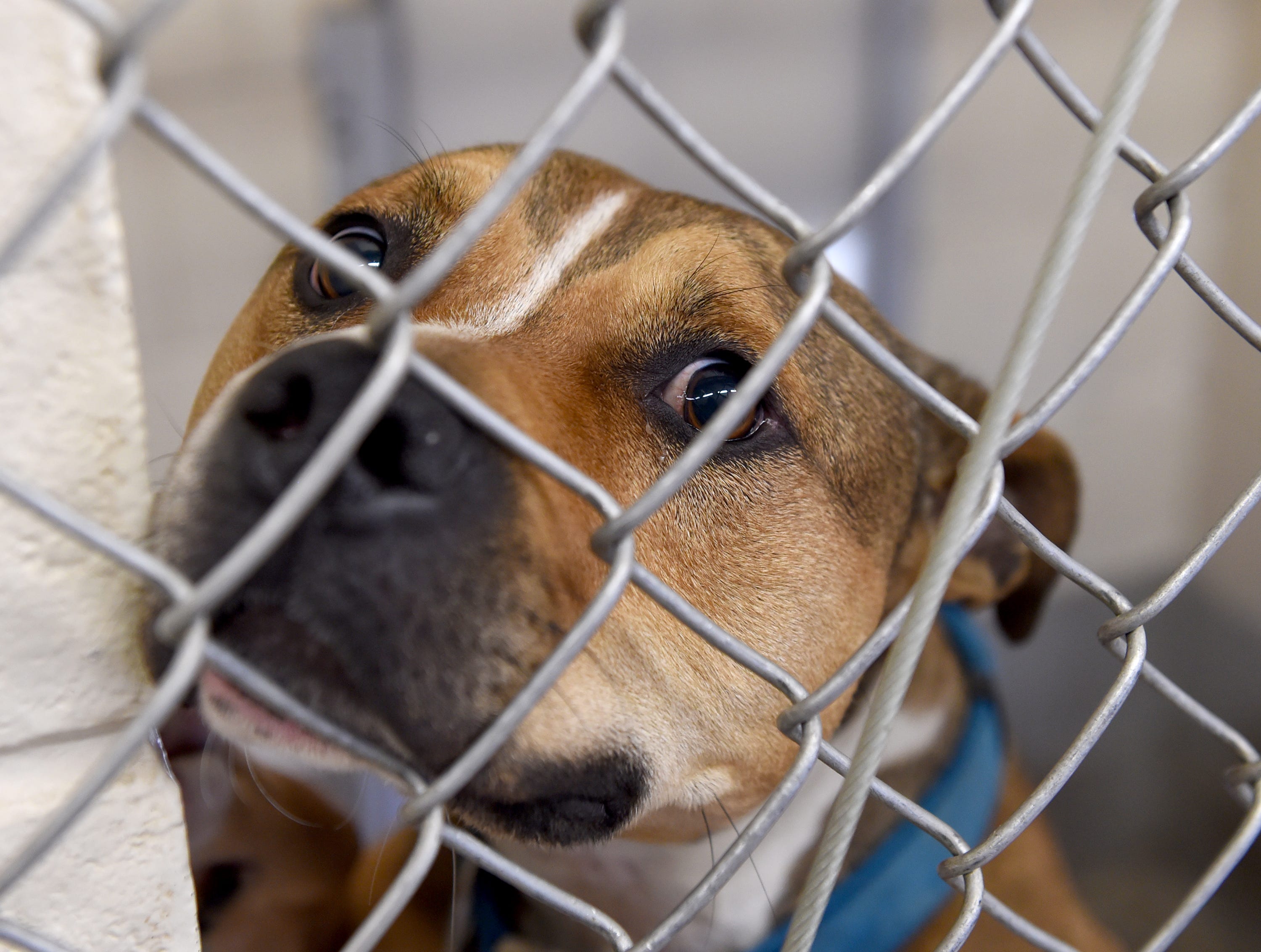 300 violations, $12,000 fines: Animal rescue says they'd do it all again