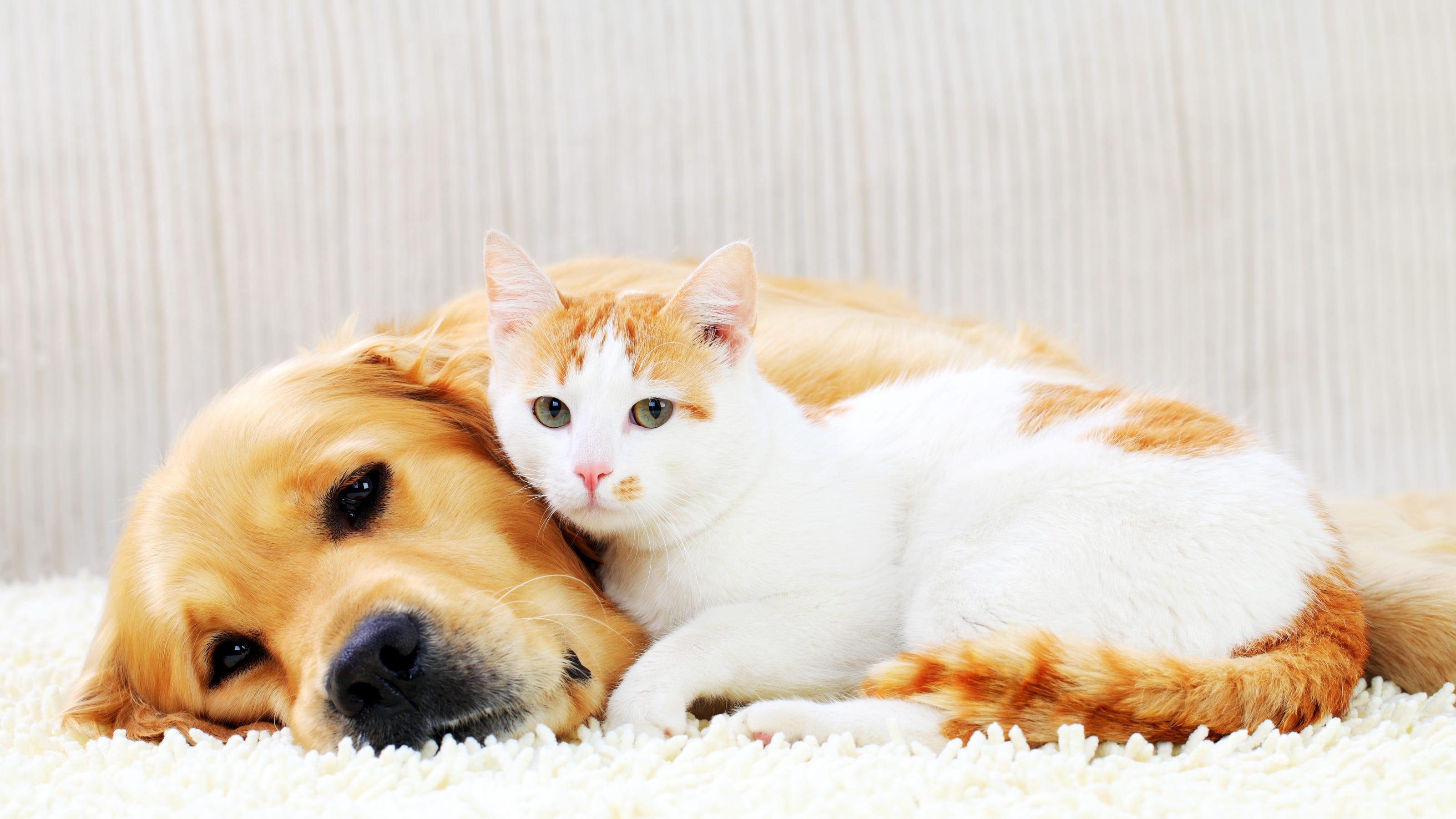 Together pet. Кошки и собаки. Картинки кошек и собак. Взаимоотношения собак и кошек. Собака и кошка вместе.