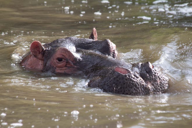 ‘Cocaine hippo’ killed by automobile alongside highway close to Pablo Escobar’s dwelling