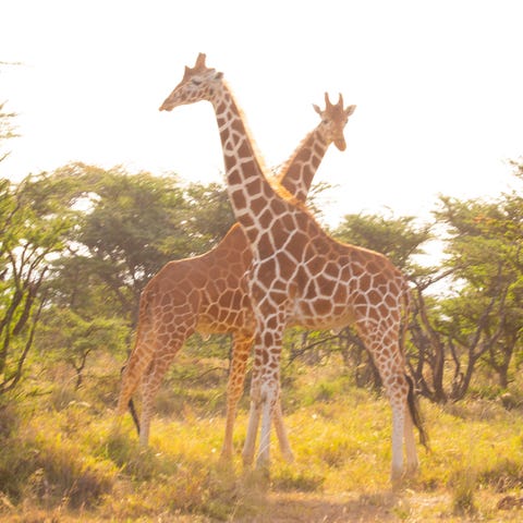Situated in the Kenya Rift Valley in the southwest
