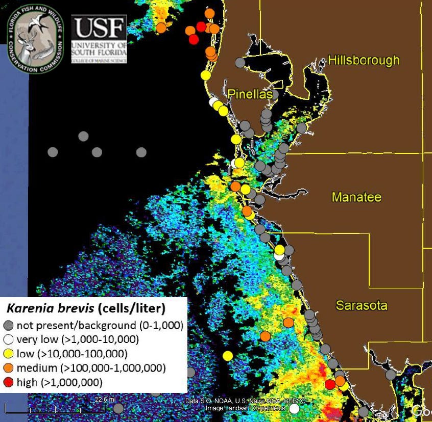 Red tide levels increase again in Sarasota and Manatee counties