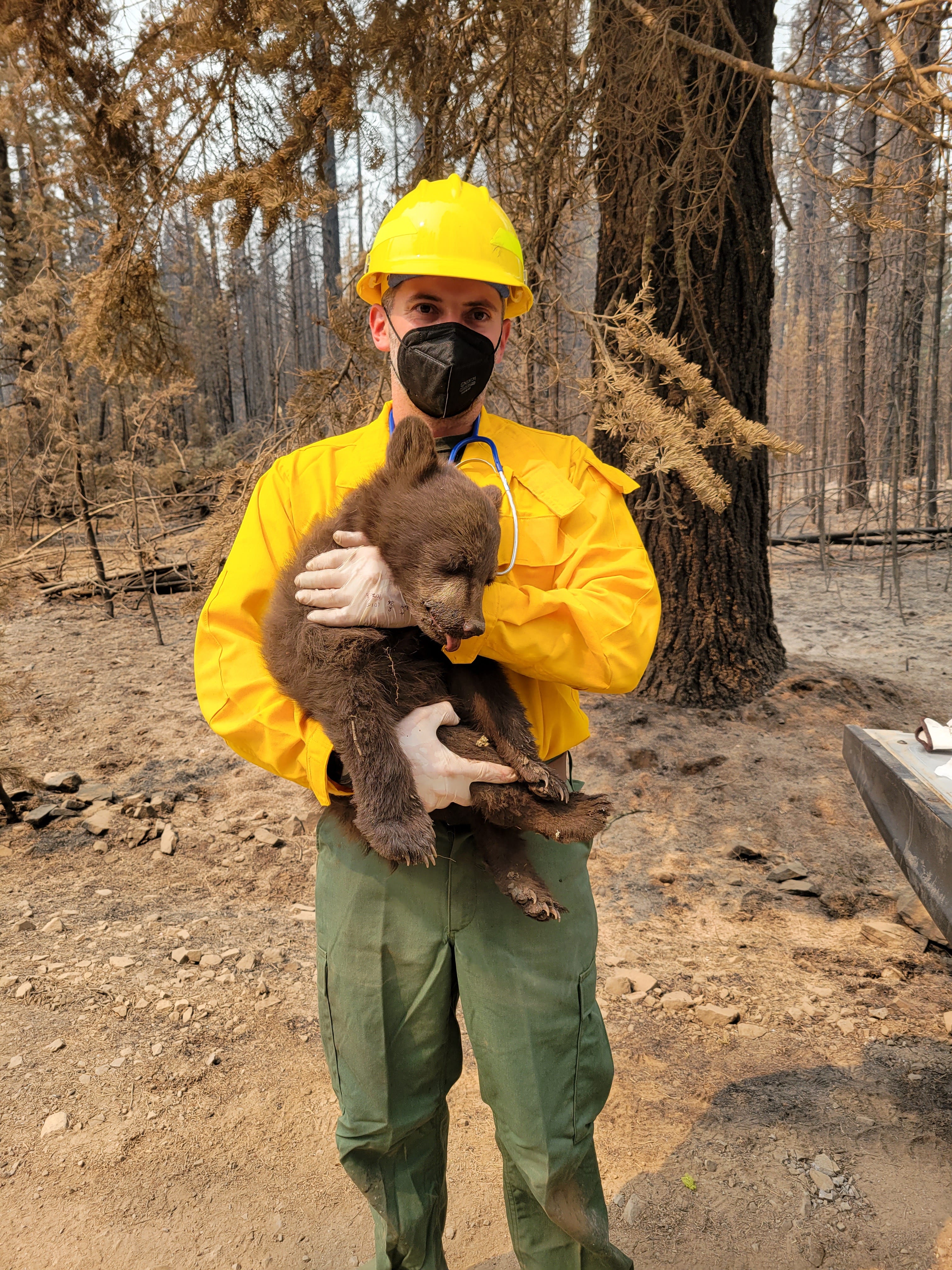 California fires: Vets, wildlife rescues work to save animals