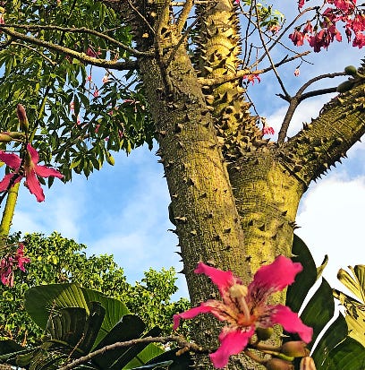The Silk Floss Tree Hails From Several South America Countries The Silk Floss Tree Hails From Several South America Countries