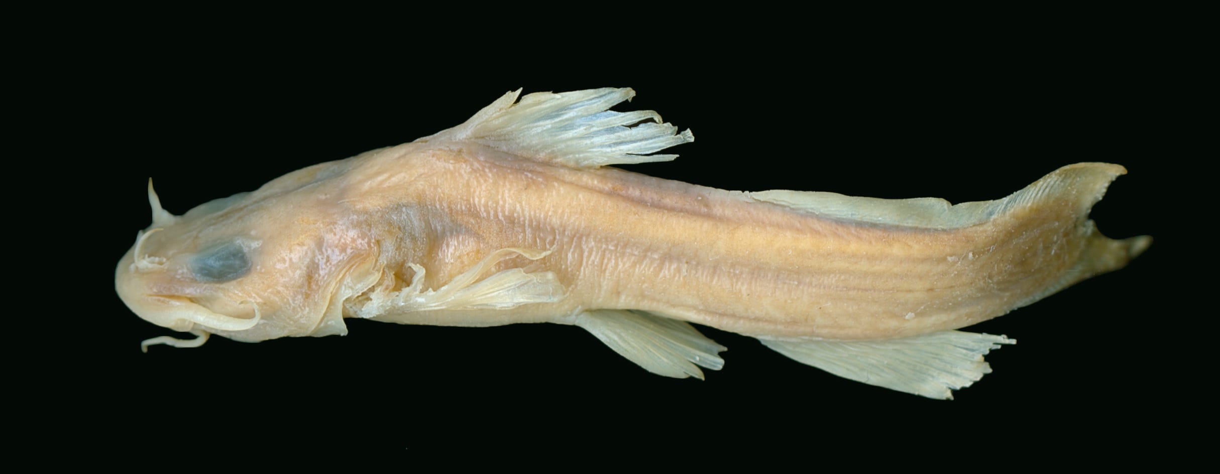 Ohio catfish species removed from endangered list due to extinction Ohio catfish species removed from endangered list due to extinction
