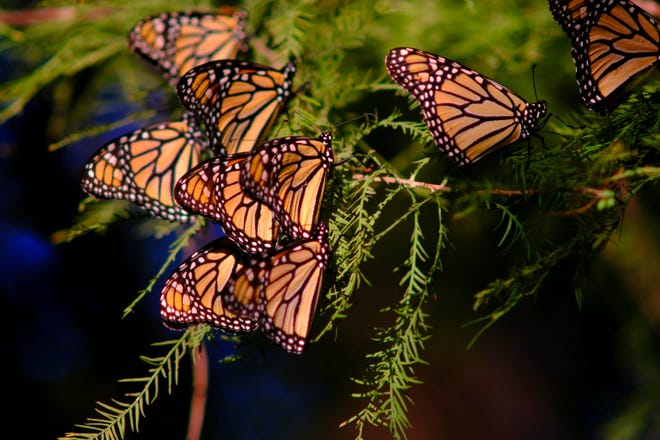 Monarch butterflies roost on bald cypress trees Sept. 29, 2021, in the Meinders Terrace area of the Myriad Botanical Gardens in downtown Oklahoma City during their annual migration to Mexico.