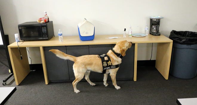 Niko is a member of the New Hampshire Internet Crimes Against Children Task Force and is an electronic storage device detection K-9 who can sniff out evidence of child exploitation when on a warrant search. New Hampshire Internet Crimes Against Children Task Force is managed by the Portsmouth Police Department.