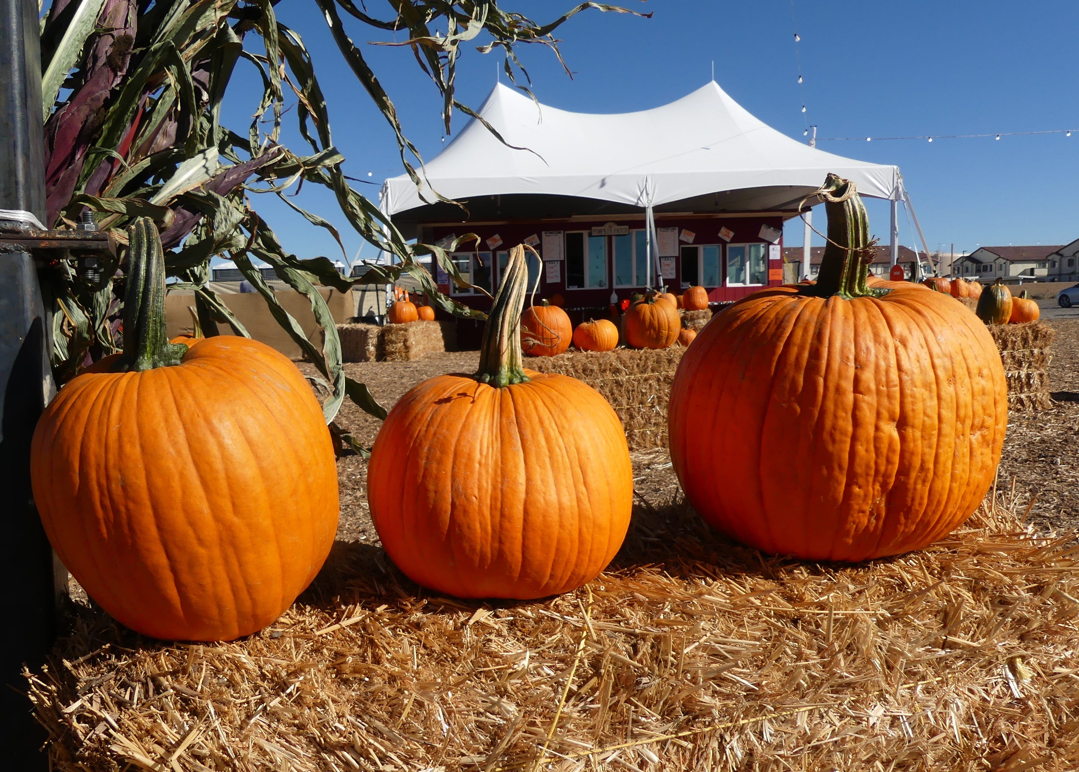 pumpkin patch near me 2021