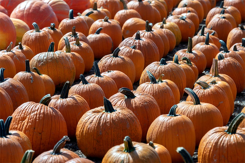 What can you do with pumpkins after Halloween? 6 ideas to get new use out of your pumpkins