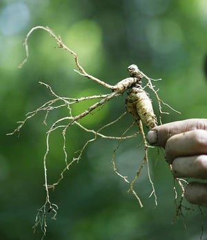 Ginseng, first used as a food and later tauted as a cure for inflammation and lack of energy, was taken in by Repository founder John Saxton as payment of debts in 1821, as long as it was "well cleaned."