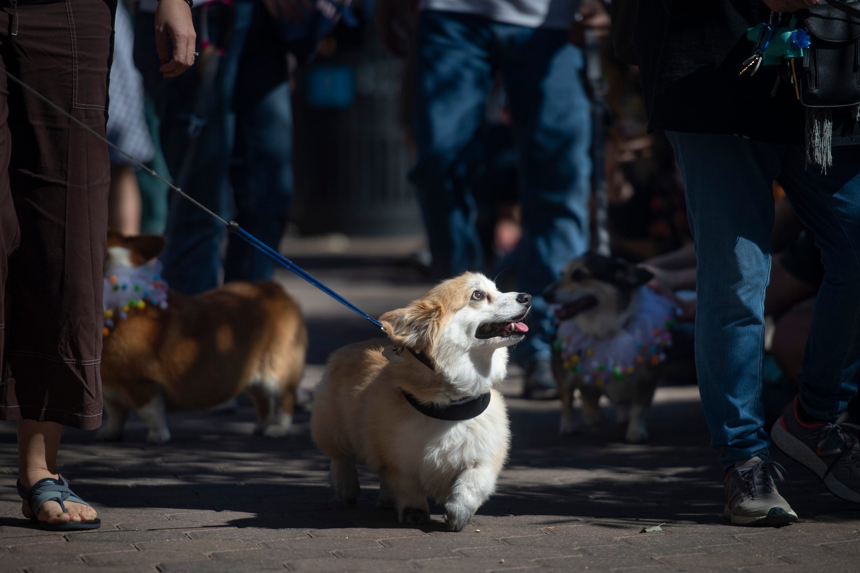 Fort Collins' Tour de adds Queen Elizabeth category