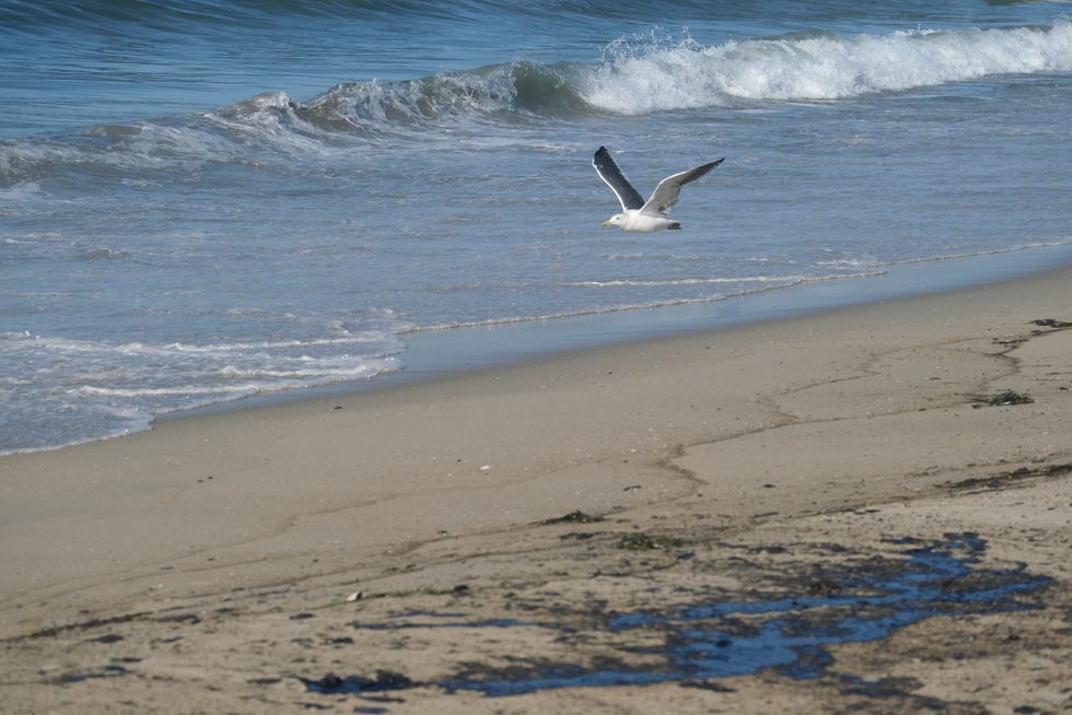 A seagull flies over oil washed up by the coast in Huntington Beach, Calif., on Sunday., Oct. 3, 2021. 