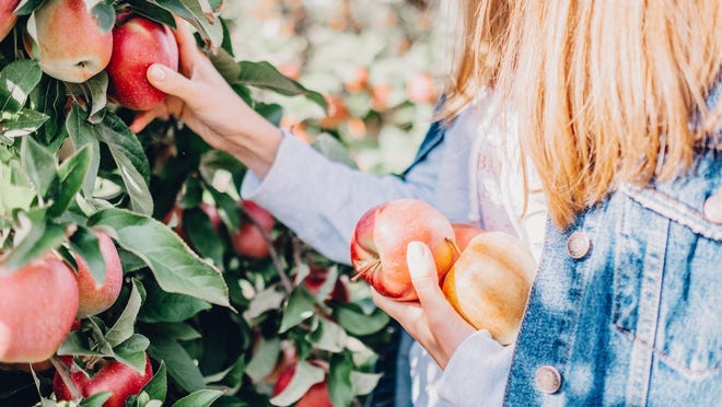 These tools can help you turn your apple picking haul into delicious fall desserts.