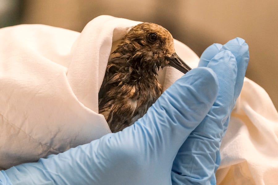 A staff of California Department Fish & Wildlife examines a contaminated Sanderling from the oil spill in Huntington Beach, Calif., on Monday, Oct. 4, 2021. A major oil spill off the coast of Southern California fouled popular beaches and killed wildlife while crews scrambled Sunday to contain the crude before it spread further into protected wetlands.