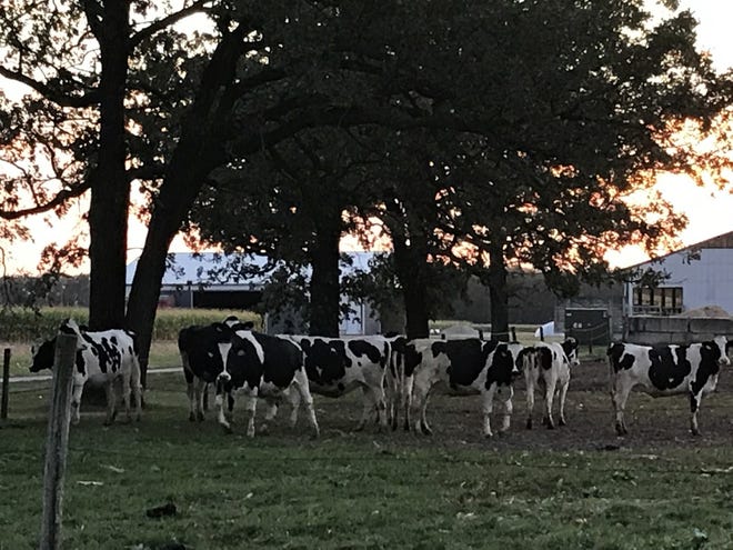 A small group of dairy cows enjoy the last minutes of daylight outside the milking barn south of Fond du Lac, Wis.