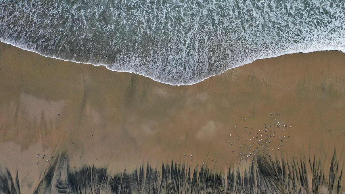 In an aerial view, shorebirds feed amid oil contaminating Huntington State Beach after a 126,000-gallon oil spill from an offshore oil platform on October 4, 2021 in Huntington Beach, California. The spill forced the closure of the popular Great Pacific Airshow yesterday with authorities closing beaches in the vicinity.